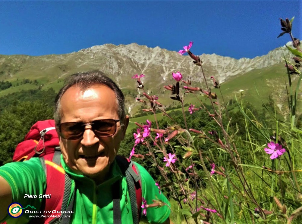 17 Terminato il bosco risalgo verdi pratoni fioriti di silene dioica con vista sui contrafforti del Menna.jpg